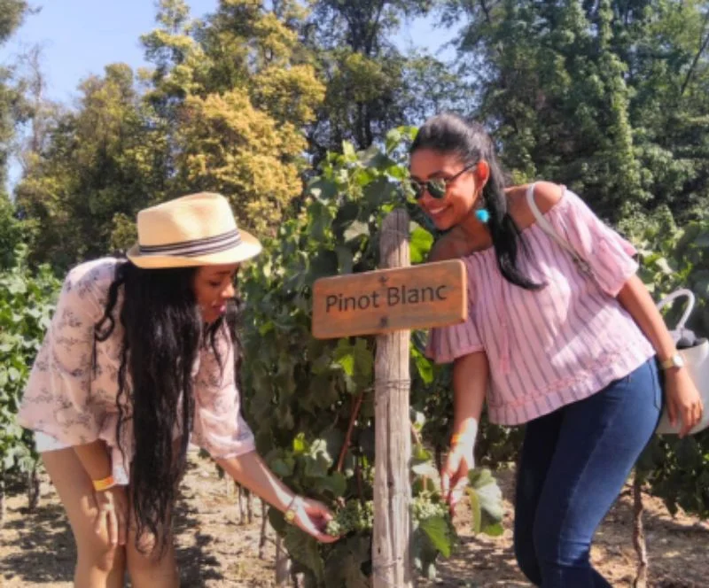 Viña Concha y Toro: Tour Premium PM