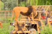 Tour Parque Safari