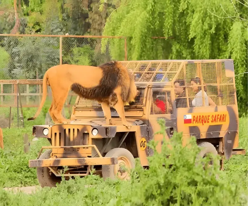 Full Experience Parque Safari + Desayuno de Campo